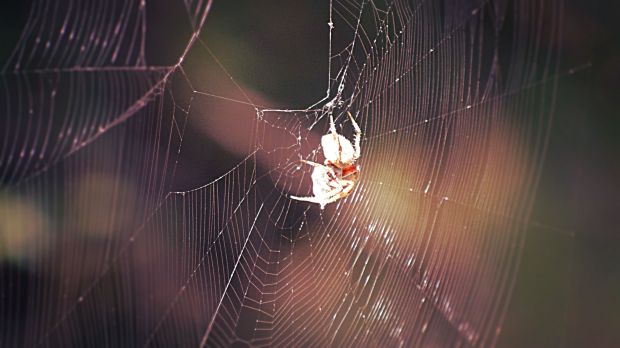 spider-web_edit