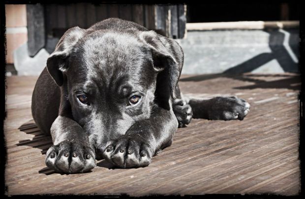 pet-423398_1920_edit