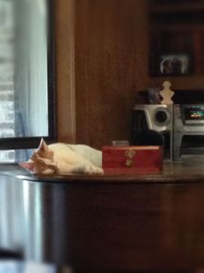 Rice Laying Next to Danny's Ashes