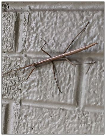 Walking Stick