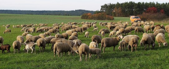 sheep-3080951_1920