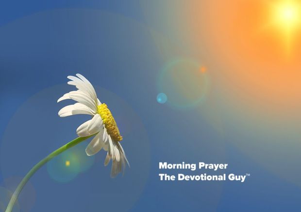 marguerite-1607181_1920