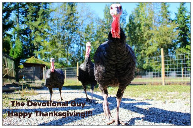 turkeys-1195431_1920