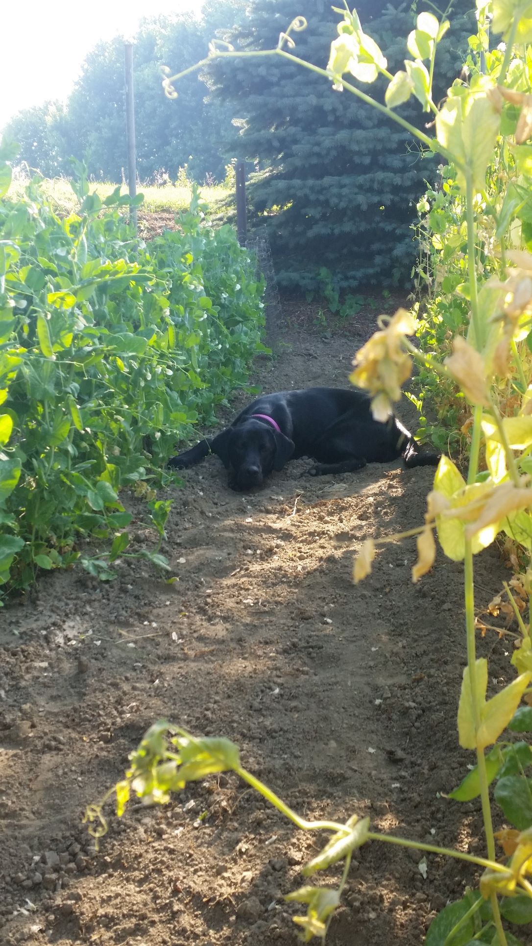 Contentment Blog A Lesson on Contentment: A Guest Post by Beth Alisan – The Devotional Guy™